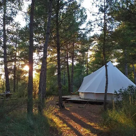 Forest Days