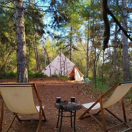 Forest Days *