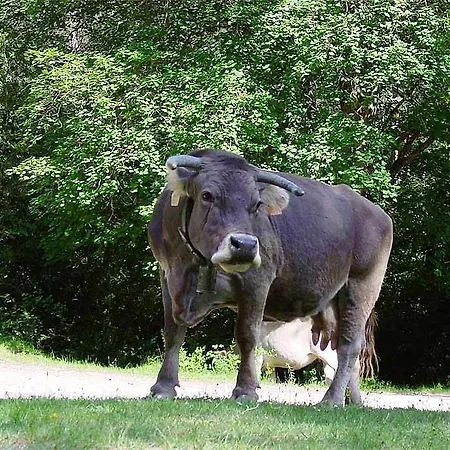 Forest Days * Naves (Catalonia)